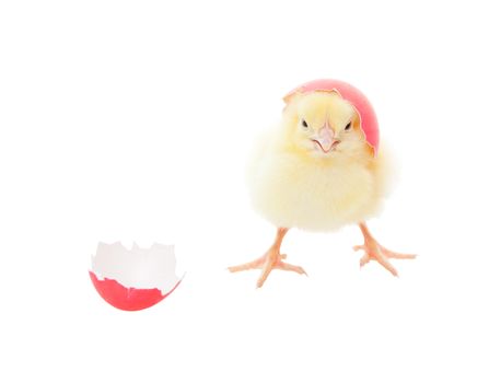 A chick hatching out of a pink Easter egg.  Shot on white background.