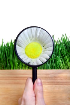 Loupe in a Hand on the Flower Isolated on the White Background