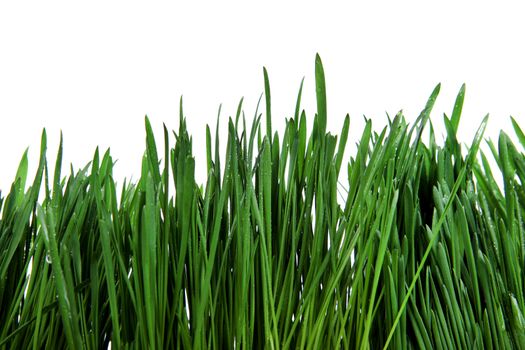 Fresh Grass with Drops of the Water Isolated on the White Background