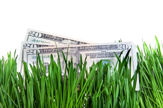 American currency on the Fresh Grass