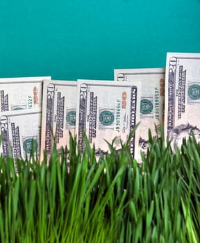 American currency on the Fresh Grass. Dollars growing concept