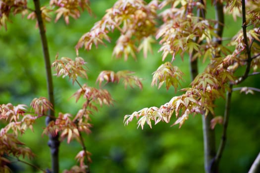 Yellow Japanese maple leaves