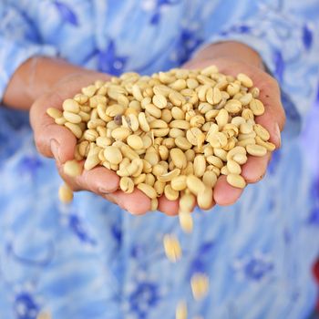 fresh coffee grains in hands, before roasted.