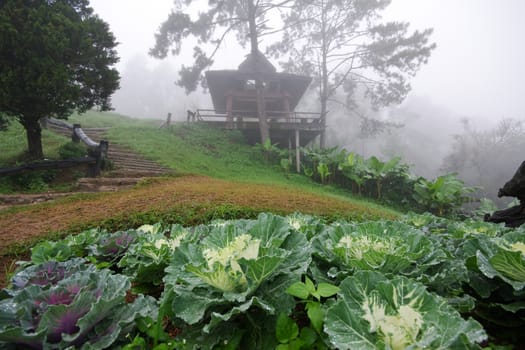Fog on mountain Chiang mai