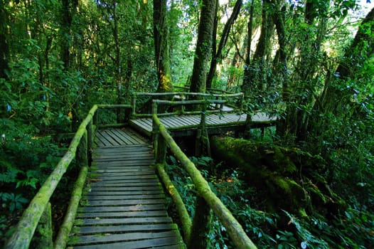 Rain forest at Doi intanon ,Chiang Mai