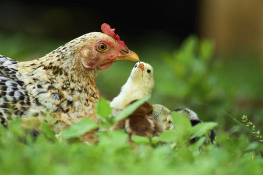 Closeup of a mother chicken with its baby chicks in grass