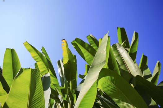 Art Banana leaf on sky