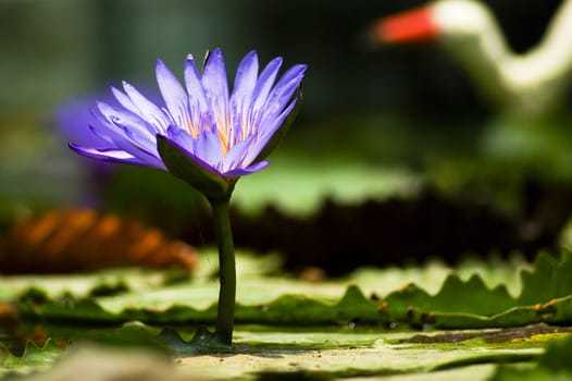 Beautiful Purple Lotus in pool
