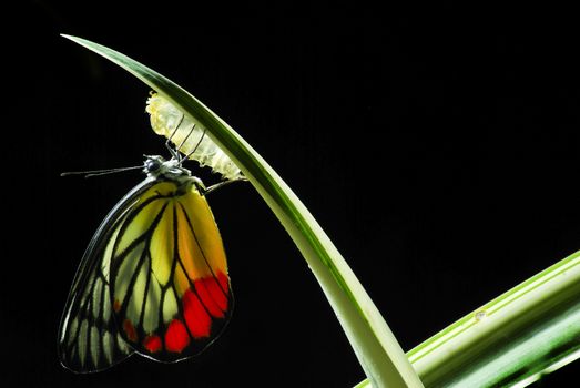 Monarch Butterfly, Milkweed Mania, baby born in the nature.