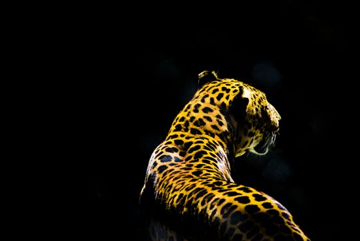 leopard from the dark