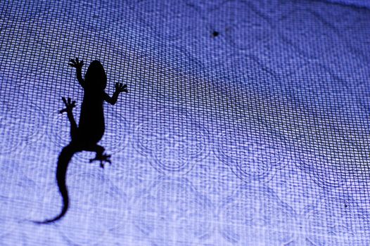 Silhouette of a lizard