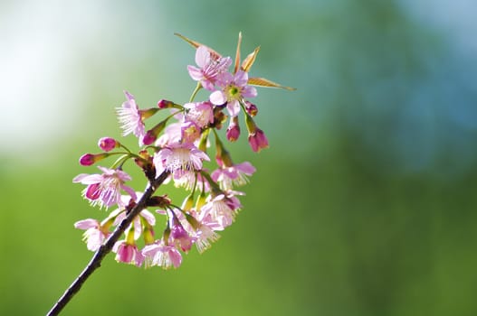 Beautiful pink cherry blossom