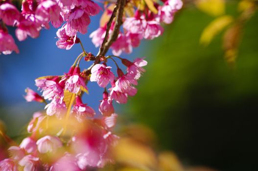 Beautiful pink cherry blossom