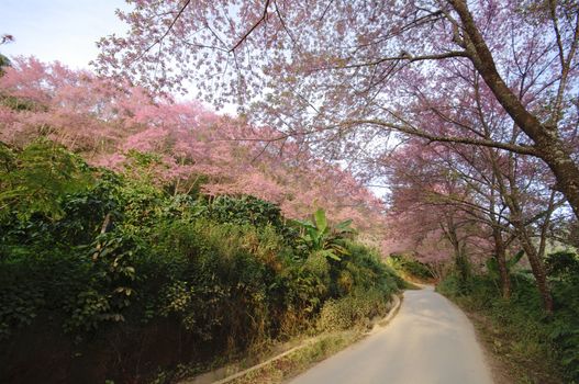 pink cherry blossom with blue sky landscape view