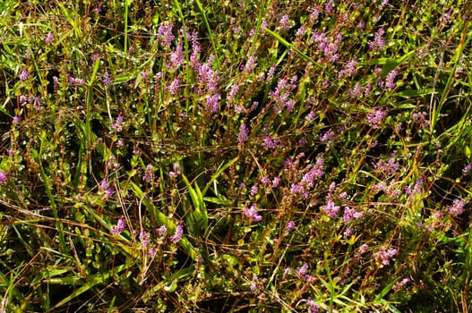 pink flower field on ground