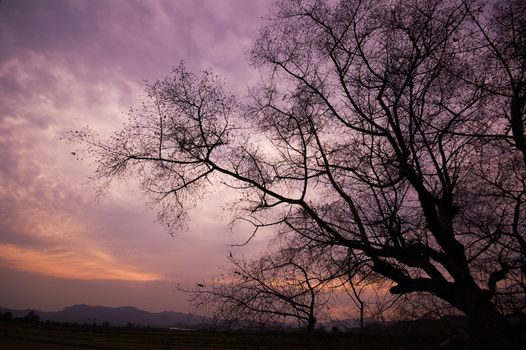 Silhouette of a willow tree with the sun behind the tree