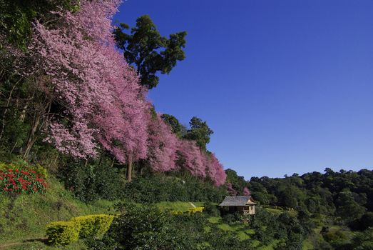 pink cherry blossom with blue sky landscape view