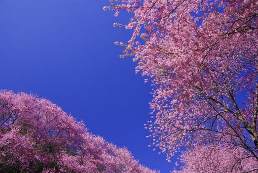 pink cherry blossom with blue sky