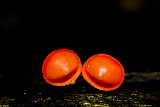 mushroom Tarzetta Rosea Dennis on isoleted blackground