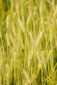 green barley field background