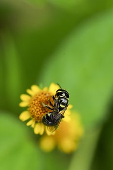 Closeup bee on yellow flower