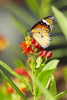 Monarch Butterfly, Milkweed Mania