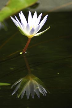 Reflect white lotus on water