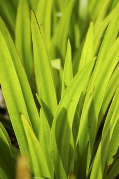 Green leaf tree