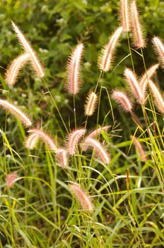 Flower grass impact sunlight.