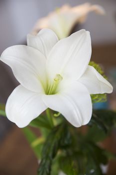 Close up of a Calla Lily
