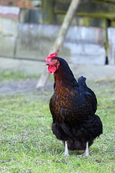 Hen on the farm, on a green grass