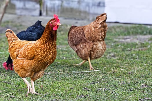 Hens on the farm, on a green grass