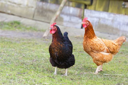 Hens on the farm, on a green grass