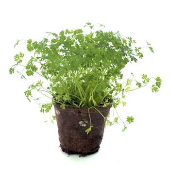 garden Chervil in front of white background