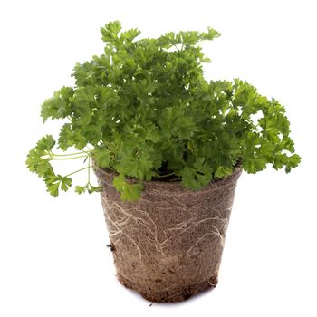 green curly parsley in pot in front of white background