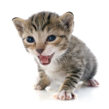 tabby kitten in front of white background