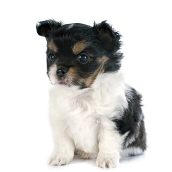 puppy chihuahua in front of white background