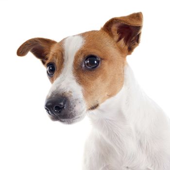 portrait of a purebred jack russel terrier in studio