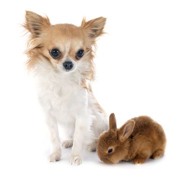 young rabbit fauve de Bourgogne and chihuahua in front of white background