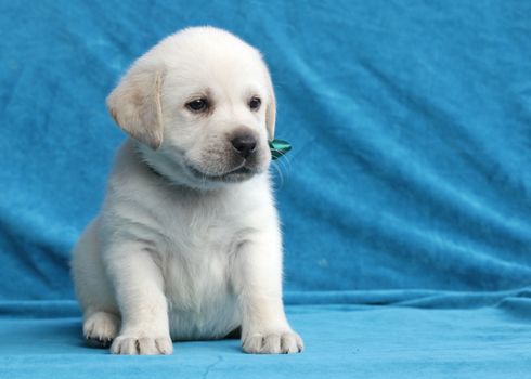 yellow labrador puppy sitting on blue background