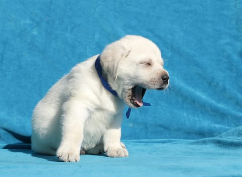 happy yellow labrador puppy sitting smiling  on blue background close up