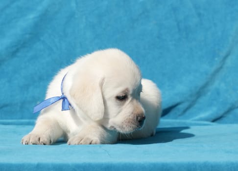 happy yellow labrador puppy laying on blue background close up