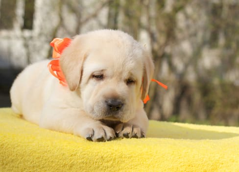 happy yellow labrador puppy on the yellow background
