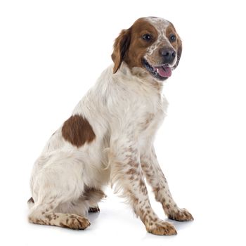 portrait of a brittany spaniel in front of white background