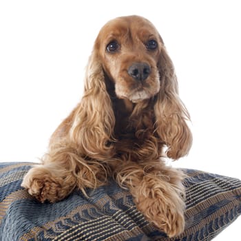 portrait of a  purebred english cocker in a studio