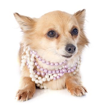 portrait of a cute purebred  chihuahua in front of white background