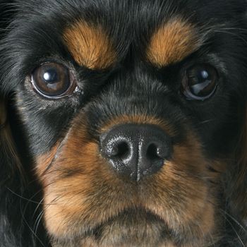 puppy cavalier king charles in front of white background