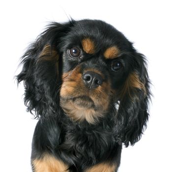 puppy cavalier king charles in front of white background