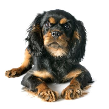 puppy cavalier king charles in front of white background