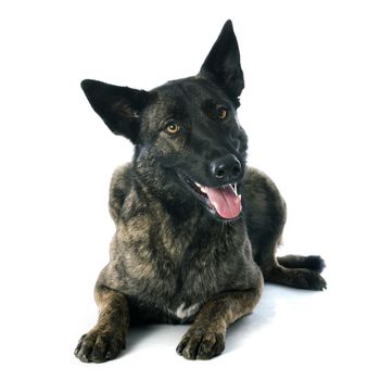 portrait of an holland shepherd in a studio